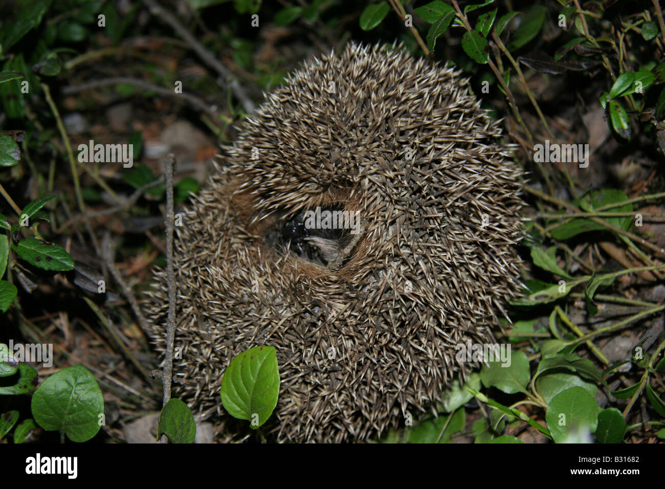 Une forêt hedgehog sur le côté d'adopter une position défensive roulés dans une boule serrée avec ses épines en saillie. Banque D'Images