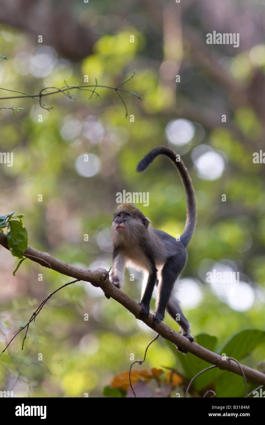 Mona juvénile monkey en Boabeng Fiema Monkey Sanctuary Ghana Banque D'Images