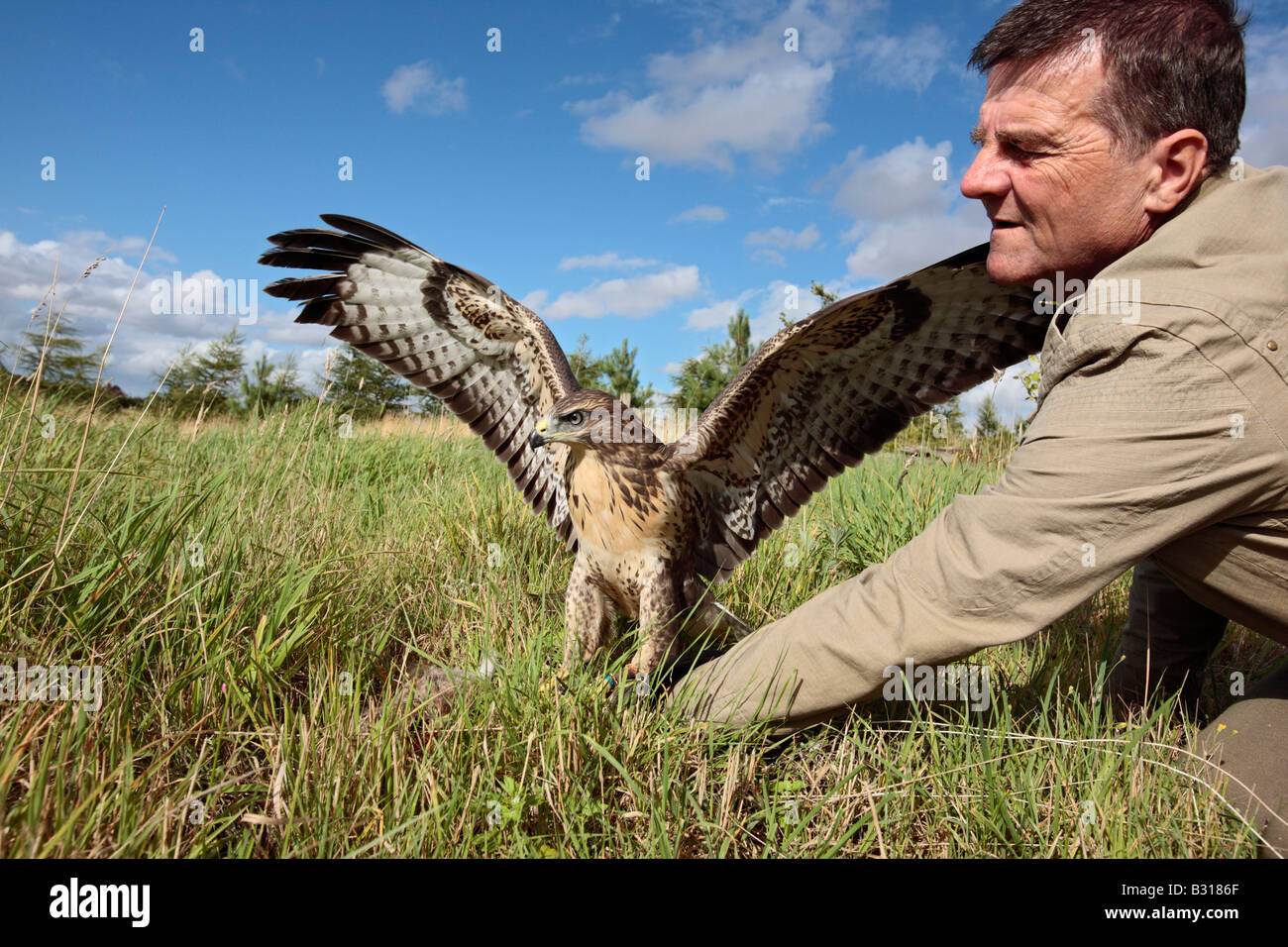 Buteo buteo Buzzard Bedfordshire Potton Falconer avec Banque D'Images