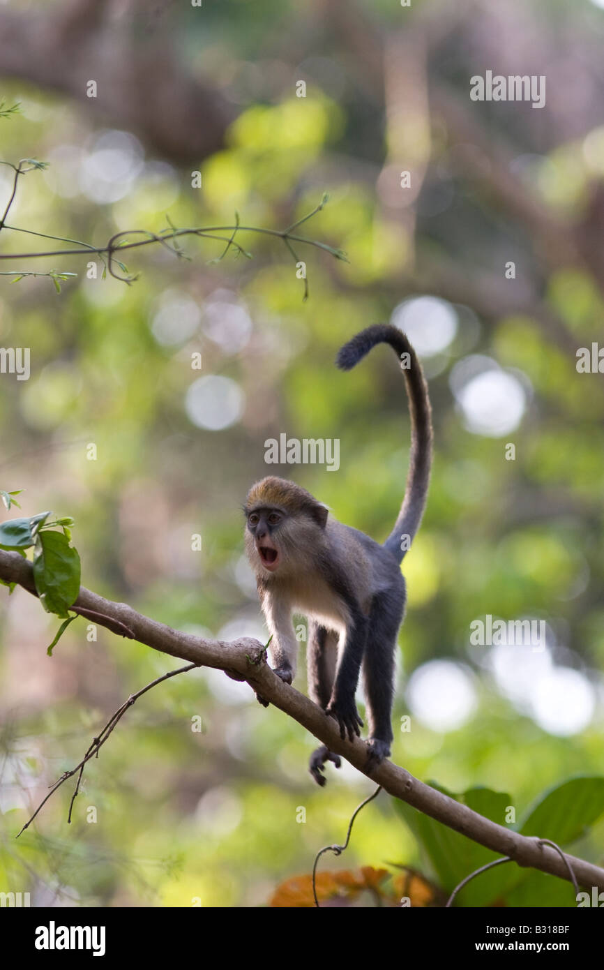 Mona juvénile monkey en Boabeng Fiema Monkey Sanctuary Ghana Banque D'Images