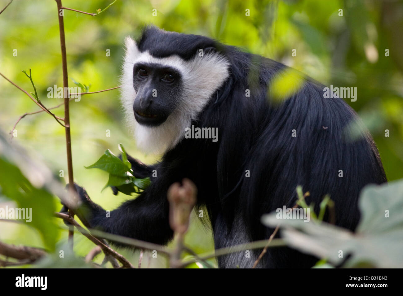 Le Colobe noir et blanc de l'Ouest Boabeng Fiema Monkey Sanctuary Banque D'Images