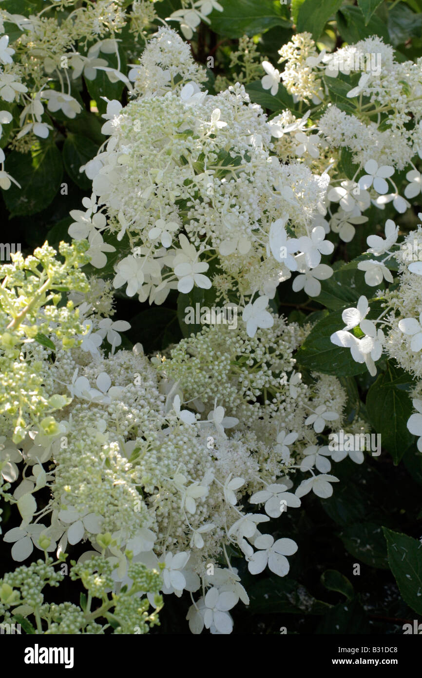 HYDRANGEA PANICULATA dentelle de Bruxelles Banque D'Images