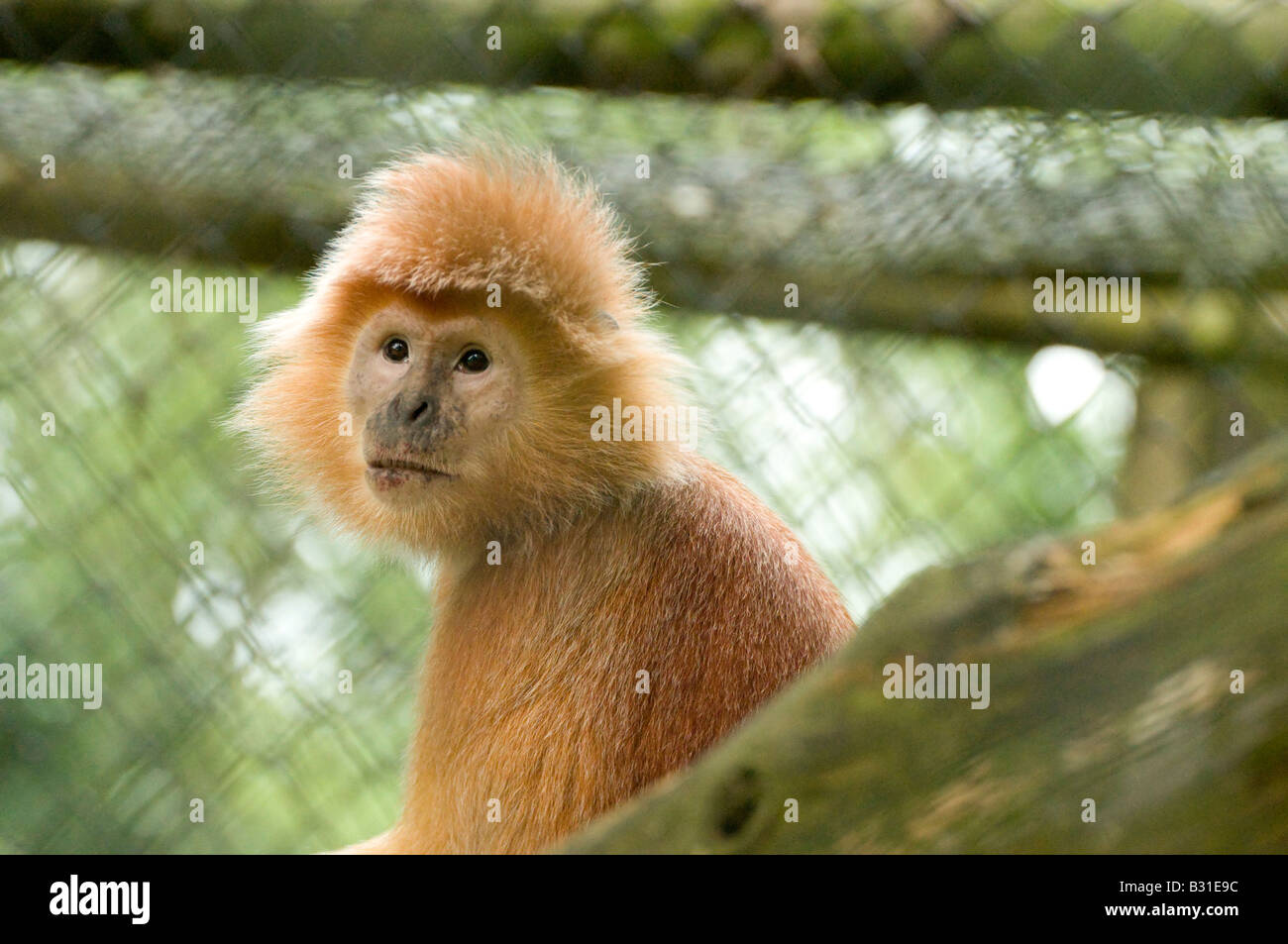 Langur de Java dans la pensée profonde Banque D'Images