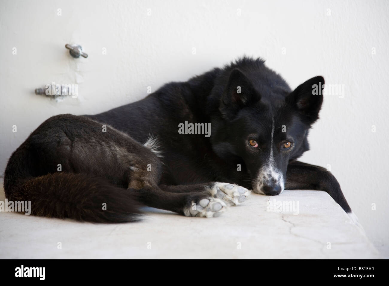 Mélange de border collie et husky couché sur l'étape avec élégance avec  tristesse dans ses yeux Photo Stock - Alamy