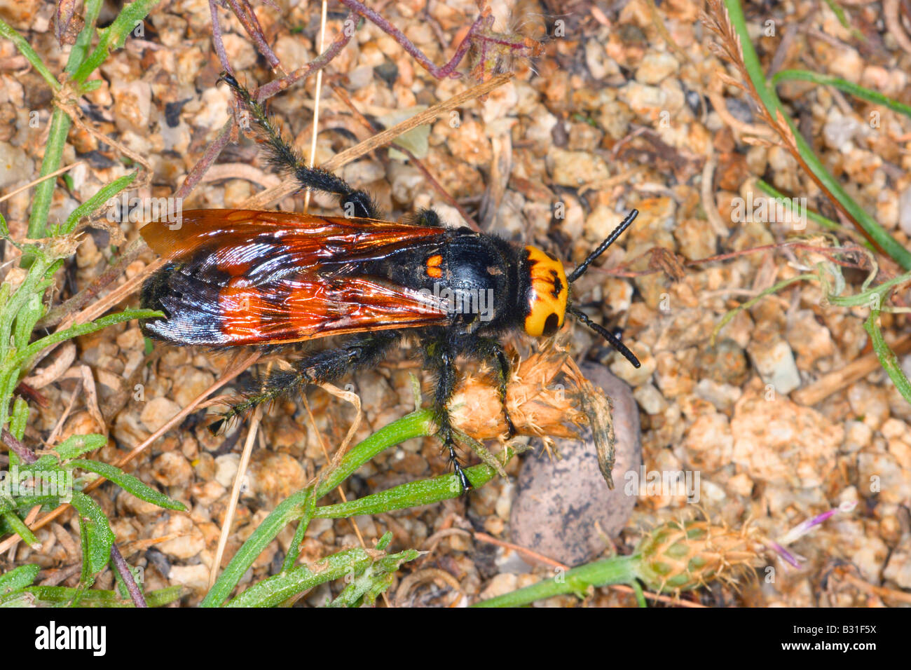 Megascolia maculata, Wasp de mammouth. Femme sur le sol. Vue d'en haut Banque D'Images