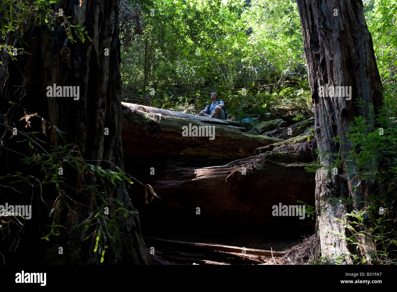 Un homme assis dans une pose méditative à Armstrong Redwood Forest en Californie du Nord. Banque D'Images