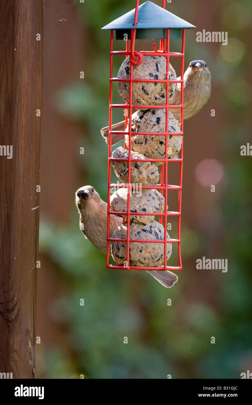 Deux moineaux domestiques (Passer domesticus) sur fat ball chargeur jardin Banque D'Images