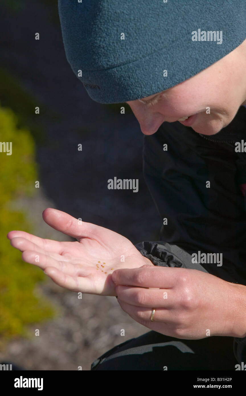 Les scientifiques de l'Université Durham Woodroffe Sarah département de géographie à l'Arctique de graines à Camarines Sur le Groenland Ilulissat Banque D'Images