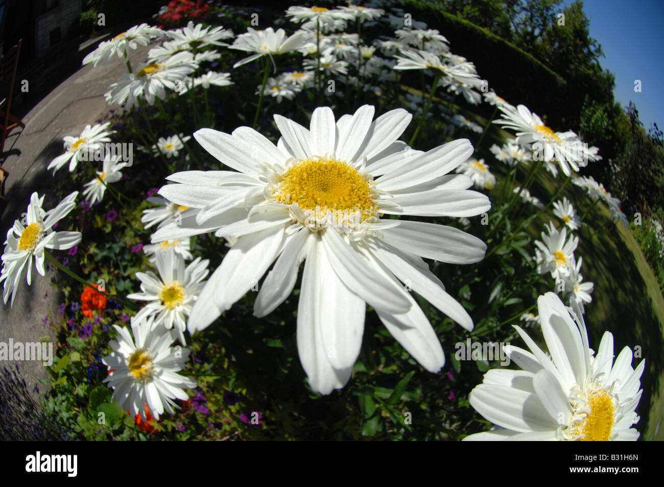 Daisy géant Banque D'Images