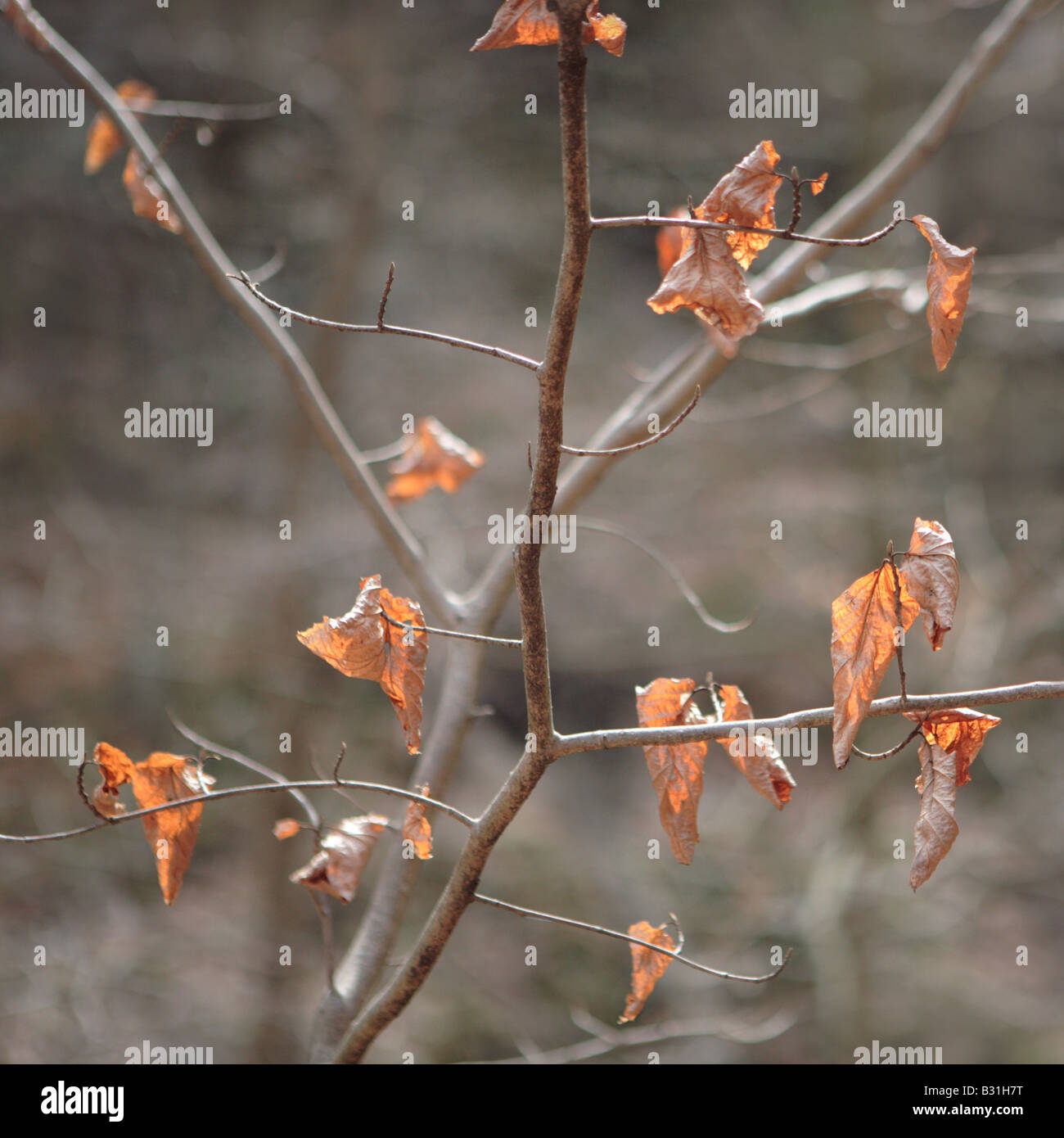 Des feuilles sèches D'UN ARBRE À LA FIN DE LA SAISON D'HIVER AU NORD DE L'ILLINOIS USA FORÊT Forêt d'AUTOMNE Banque D'Images