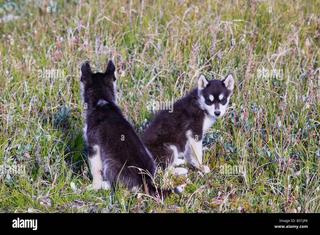 Chiots husky chiens de traîneau inuits au Groenland à Ilulissat Banque D'Images