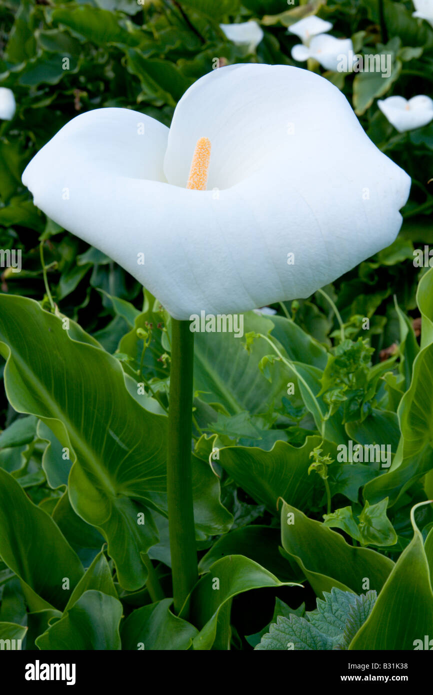 Une calla lily pousse près de Garrapata Beach Big Sur Banque D'Images