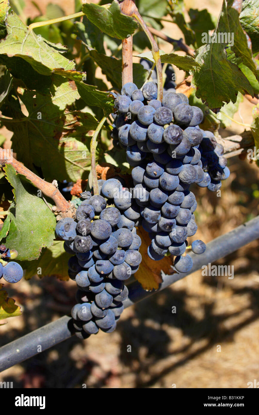 Mûres raisins sur la vigne Banque D'Images
