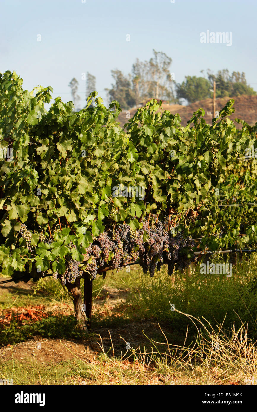 Grapes growing sur 20 ans vine Banque D'Images