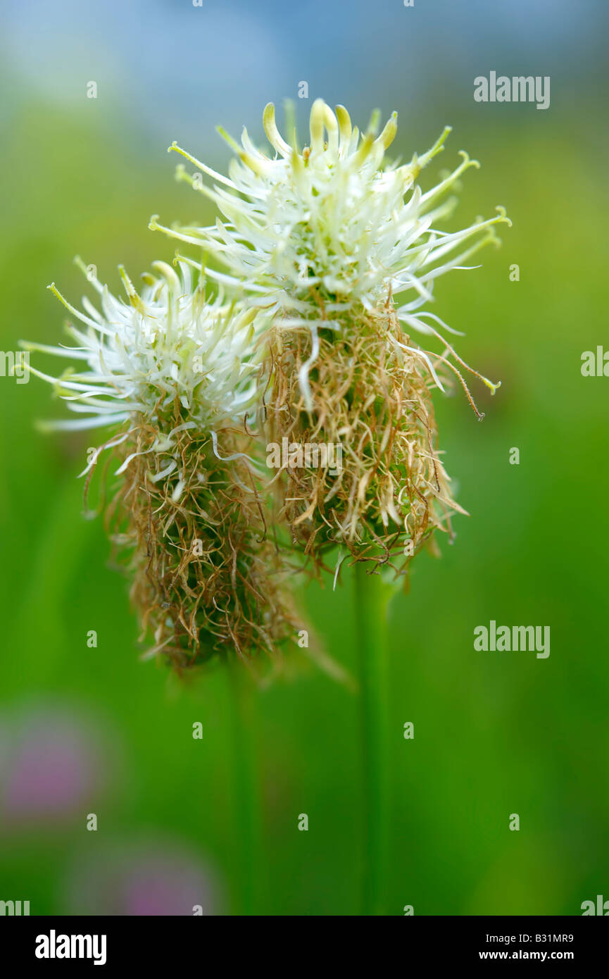 Rampion Alpine Alpine meadow, l'été. Alpes bernoises en Suisse. Banque D'Images