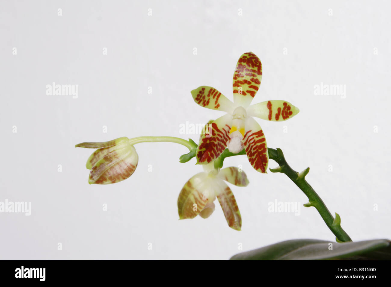 Phalaenopsis sumatrana est une espèce d'orchidée Sumantra Synonyma Polychilos sumatrana Banque D'Images