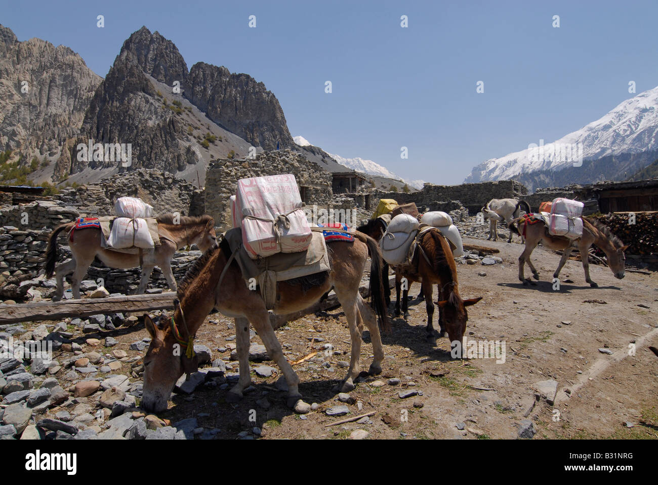 Les ânes chargés de nous reposer sur l'Annapurna circuit trekking, Himalaya, Népal Banque D'Images