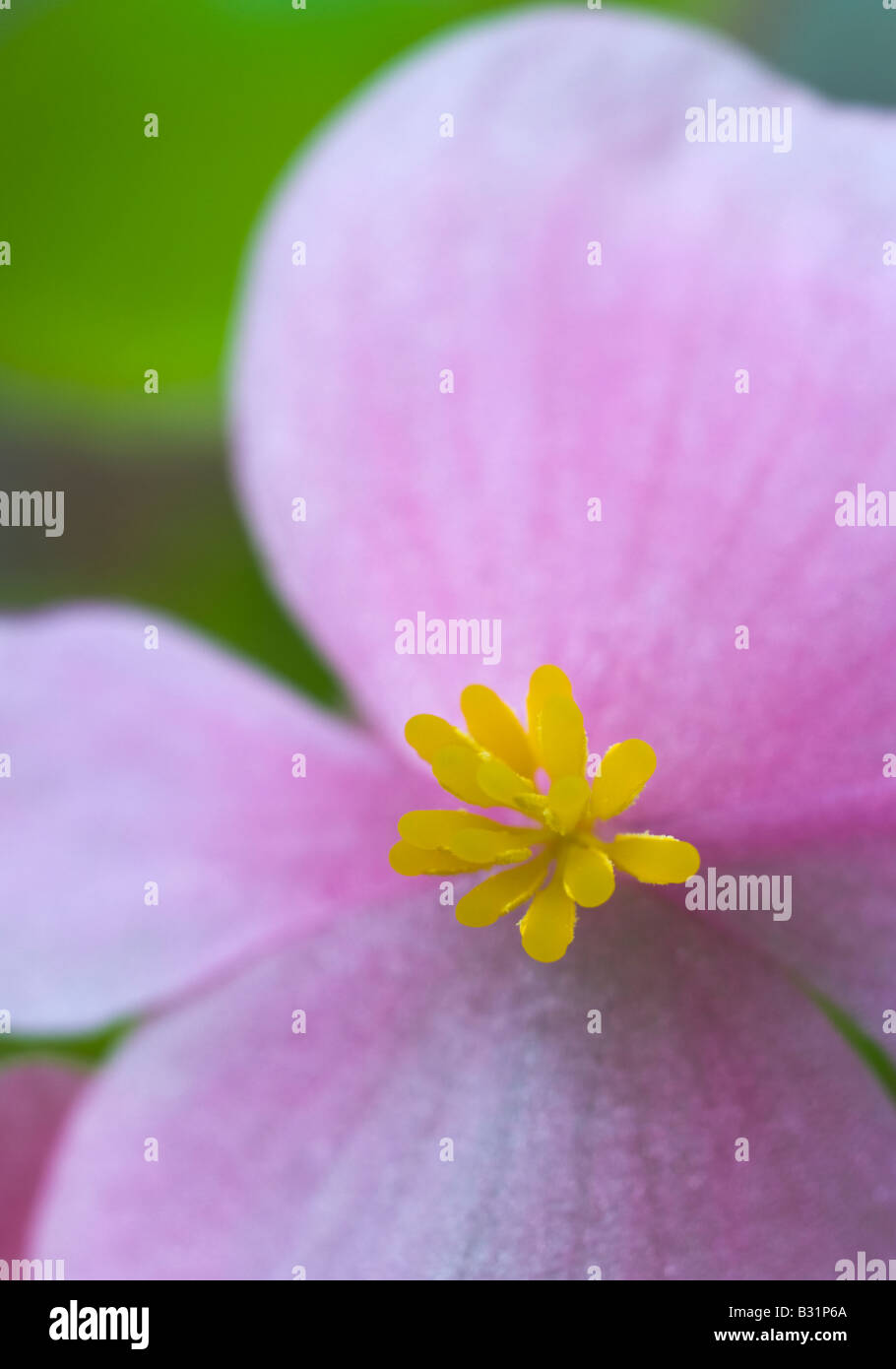 Macro Fleur Begonia Banque D'Images