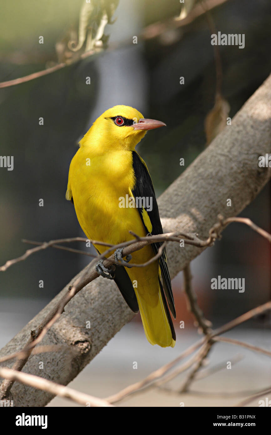 Goldern indiennes, l'Oriole Oriolus kundoo. Mumbai Inde Banque D'Images