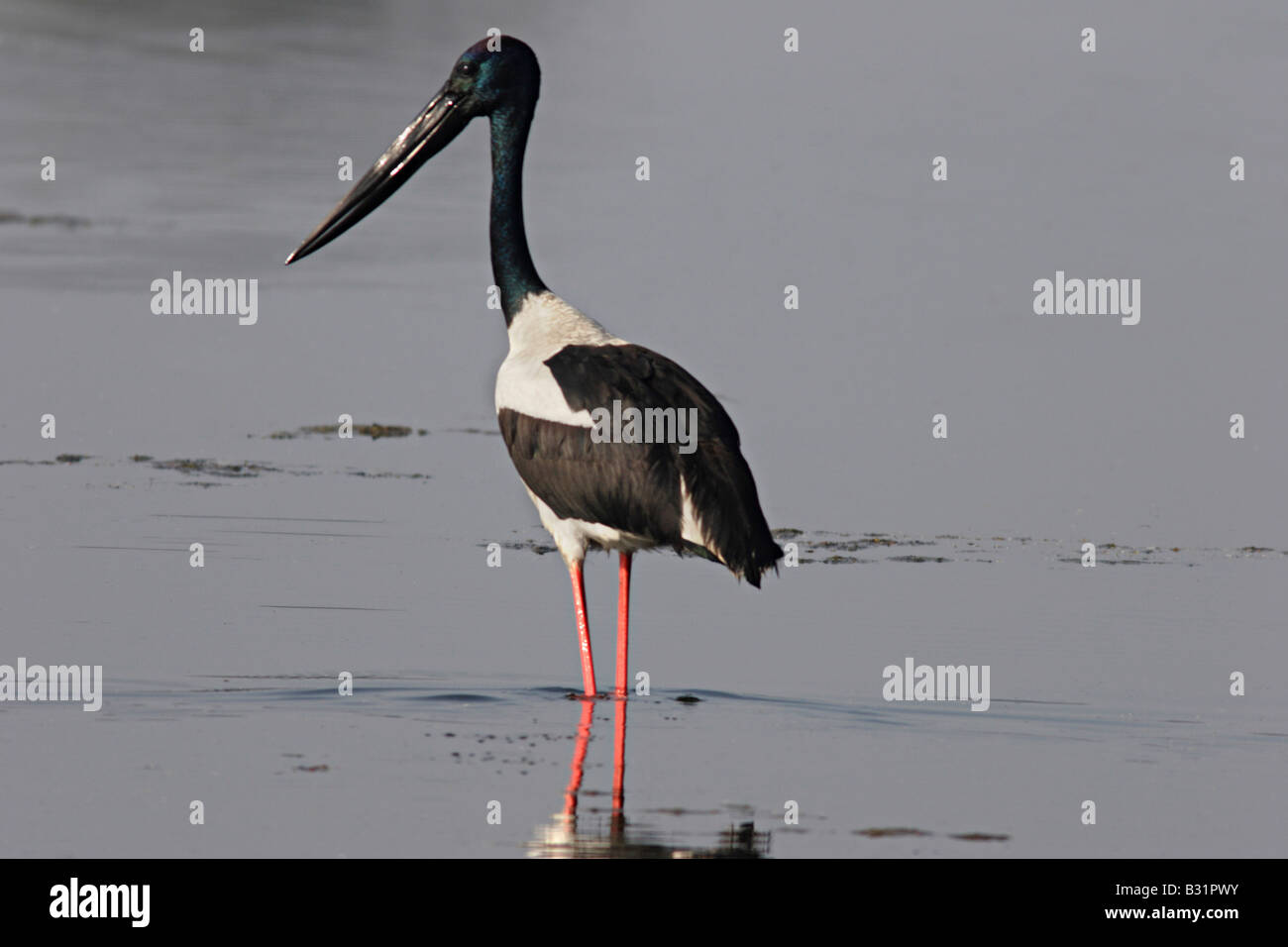 Les Black-necked Stork Ephippiorhynchus asiaticus, est l'espèce de famille des Ciconiidae. Banque D'Images