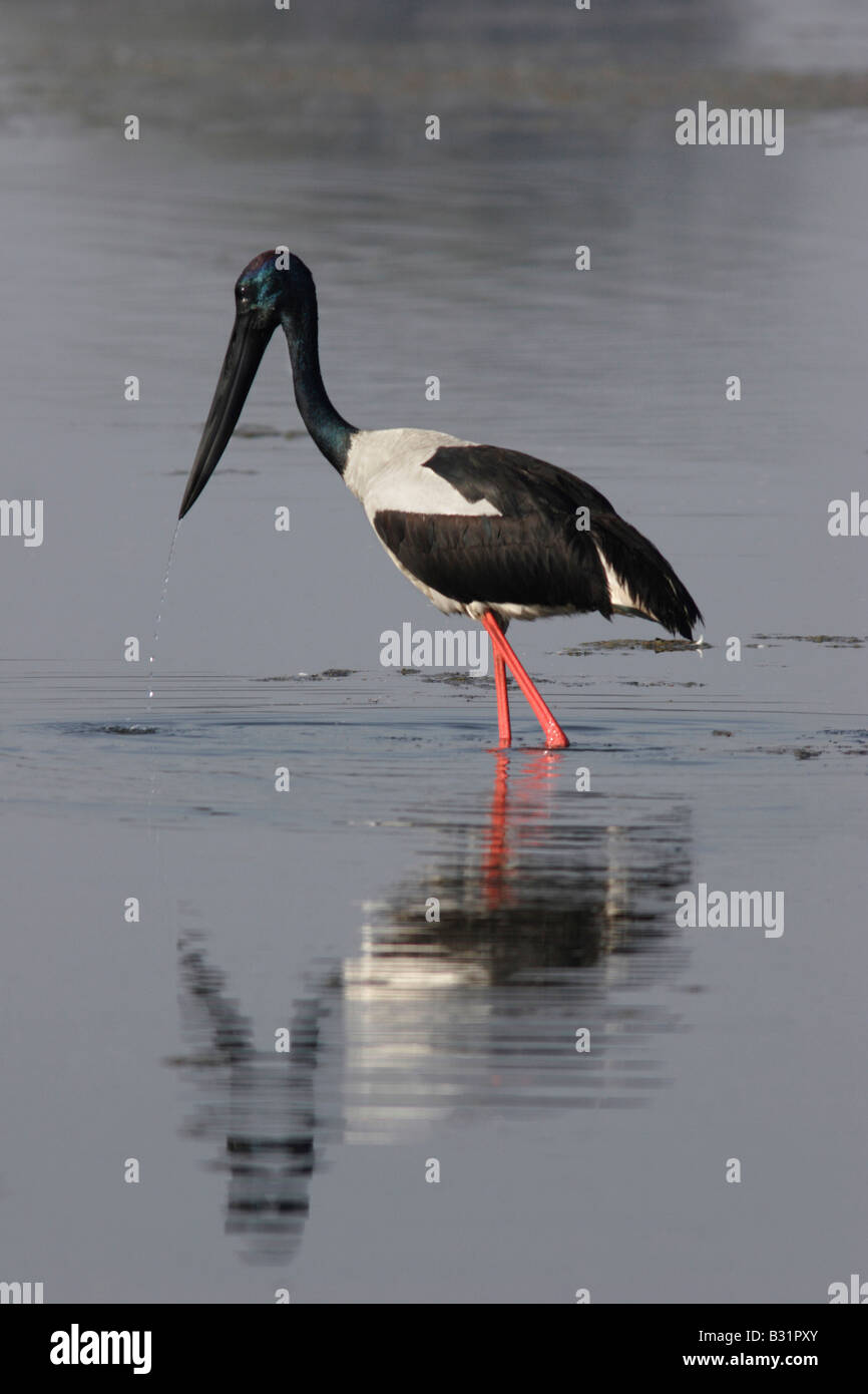 Les Black-necked Stork Ephippiorhynchus asiaticus, est l'espèce de Ciconiidae Banque D'Images