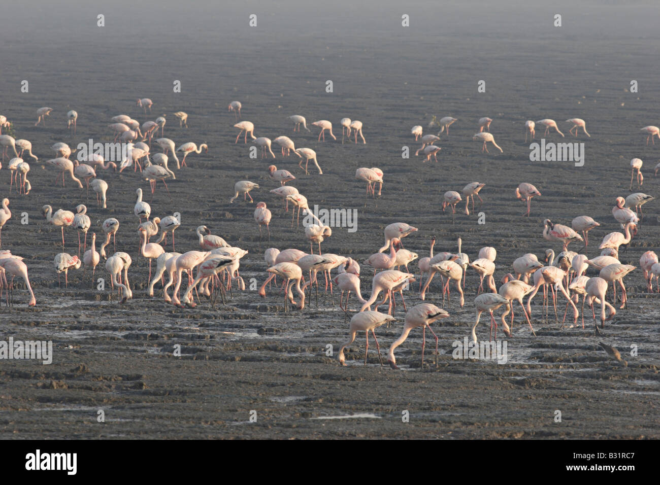 Des flamants roses ou des flamants sont grégaires échassiers dans le genre Phoenicopterus et famille Phoenicopteridae. à Sewree, Mumbai, Banque D'Images