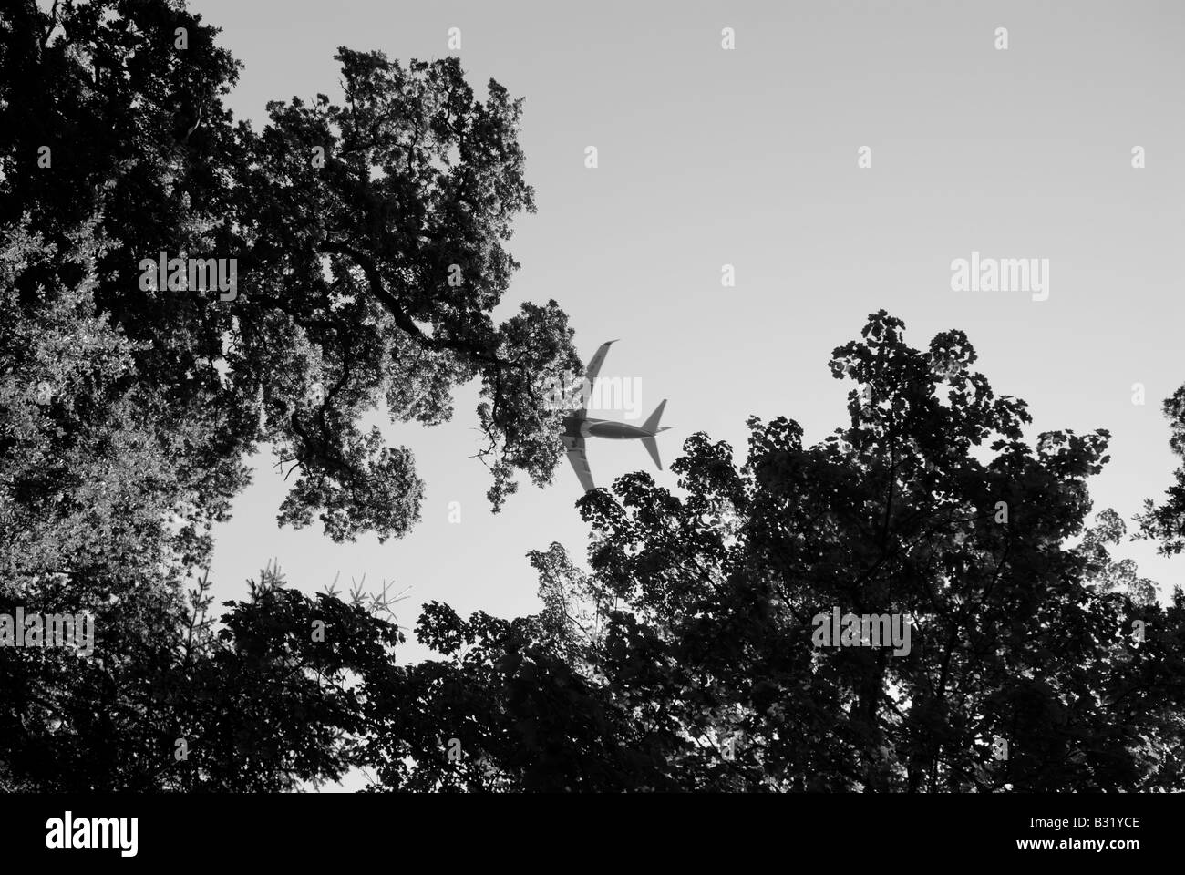 Dans les bois de vol Banque D'Images