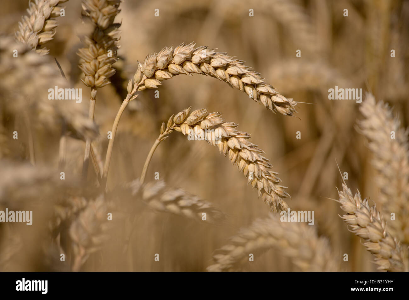 Prêts pour la récolte de blé Banque D'Images