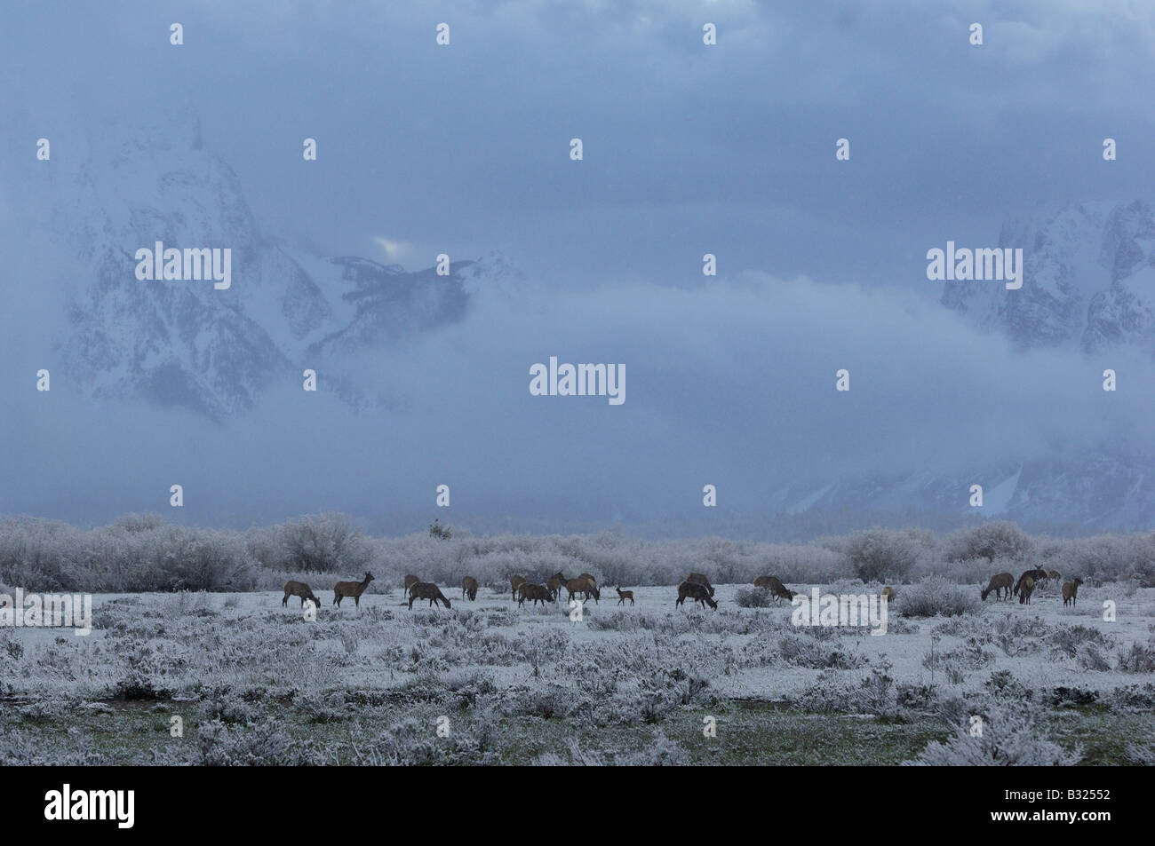 Dans la faune de Grand Teton tempête au crépuscule Banque D'Images