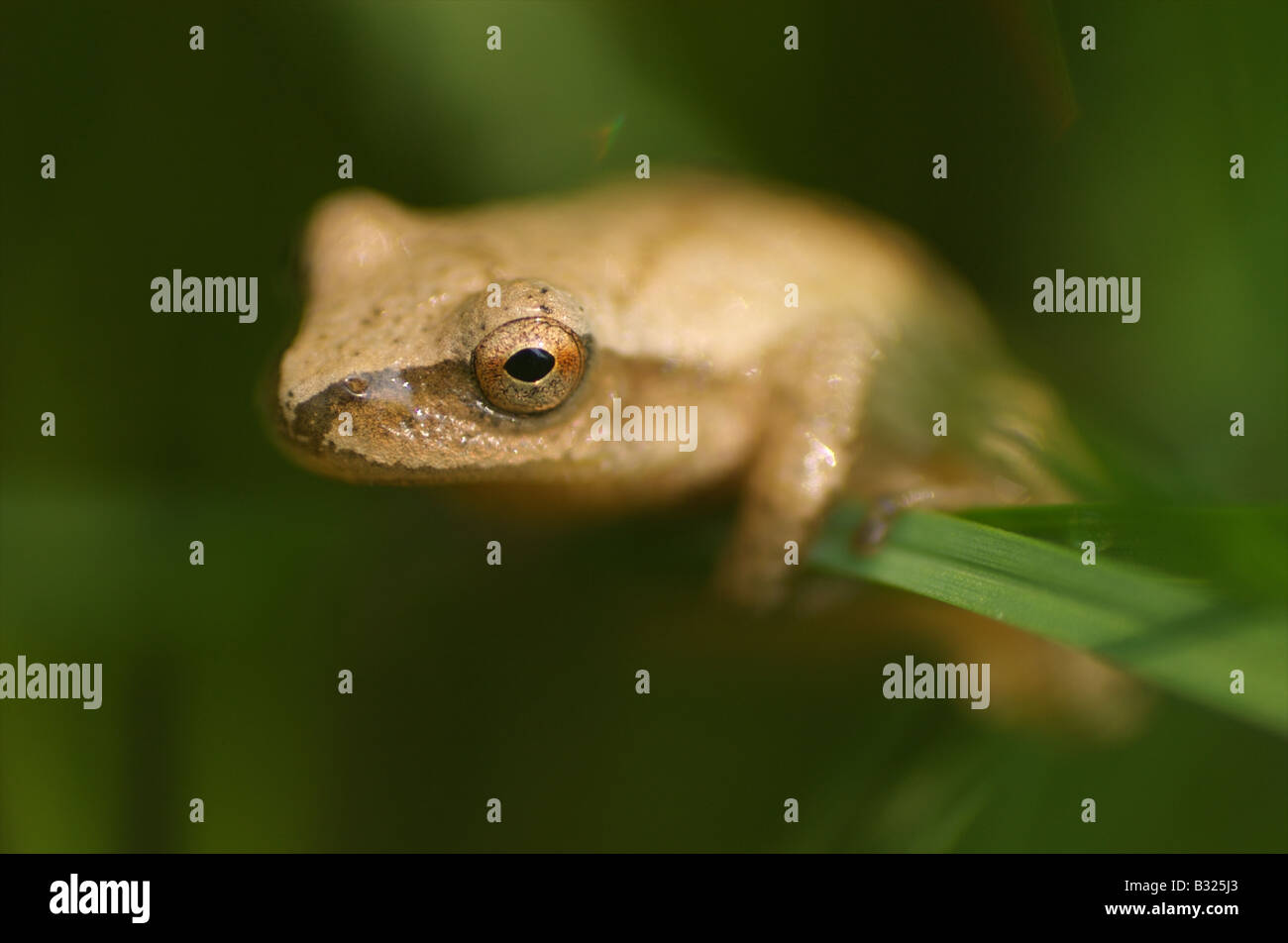 Grenouille Hyla crucifer rainette crucifère Banque D'Images