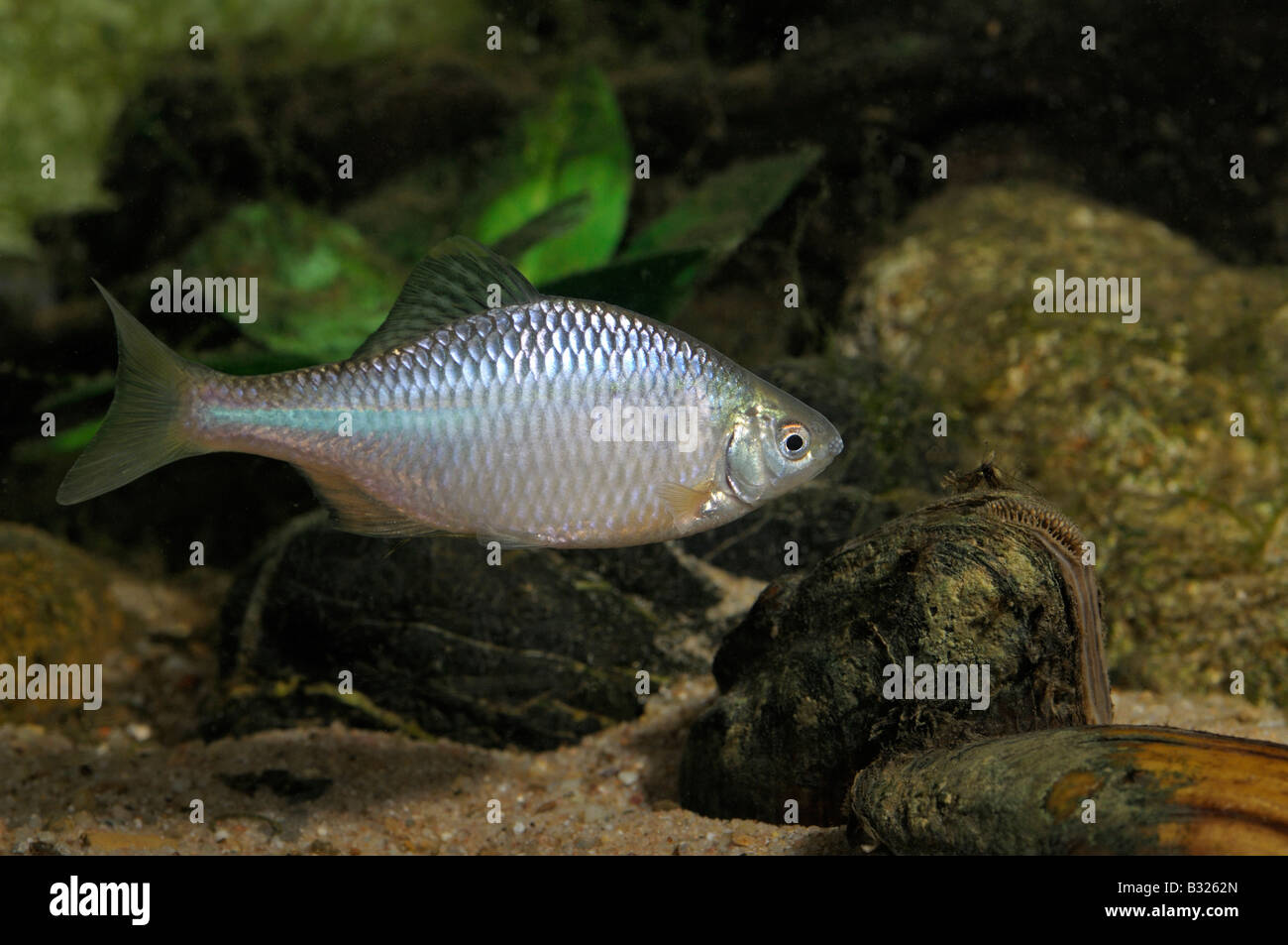 (Rhodeus sericeus, Bitterling Rhodeus amarus) à côté de peintres zébrée (Unio pictorum Pollicepes pictorum) Banque D'Images