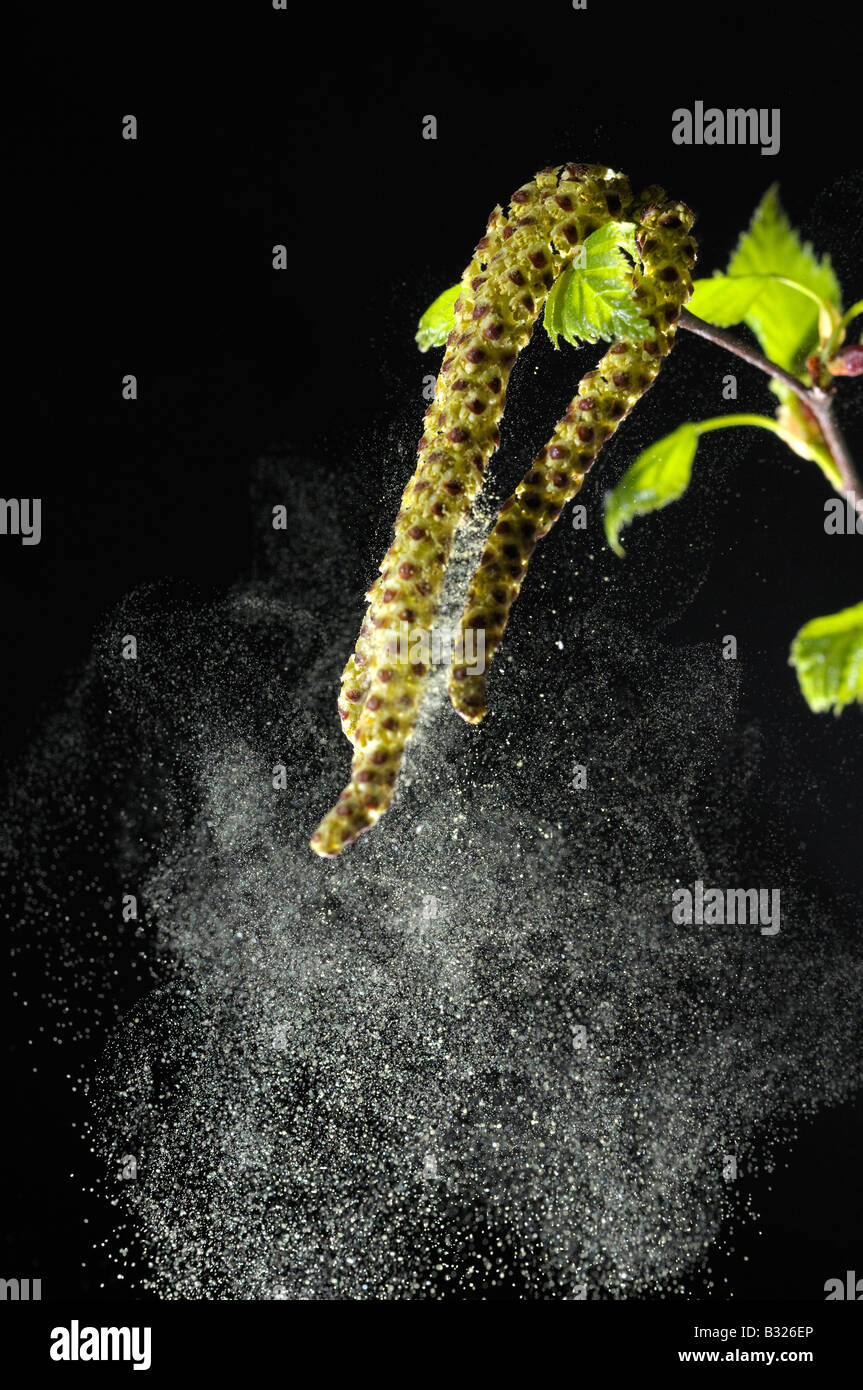 Le bouleau verruqueux, bouleau (Betula pendula, Betula alba, Betula verrucosa), libérant le pollen des fleurs mâles Banque D'Images