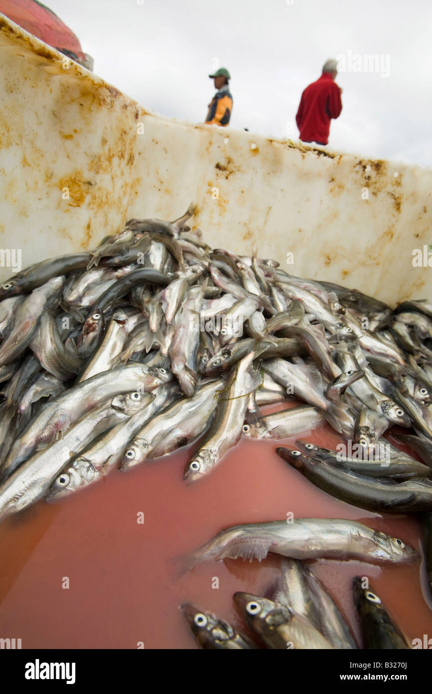 Les poissons pêchés au large du Groenland Ilulissat Banque D'Images