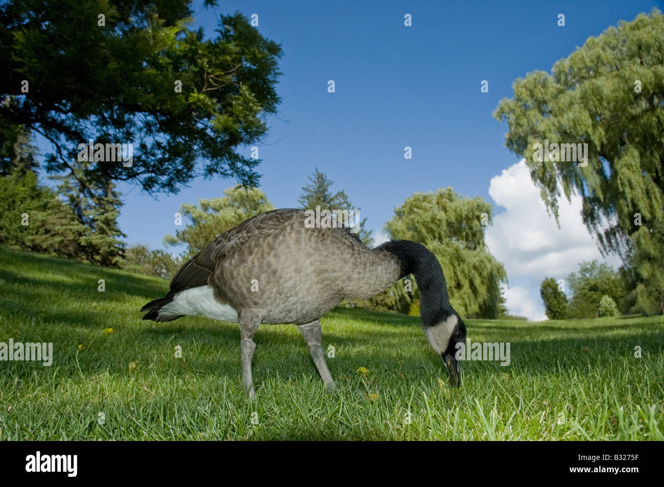 Canada Goose broute dans le champ. Banque D'Images