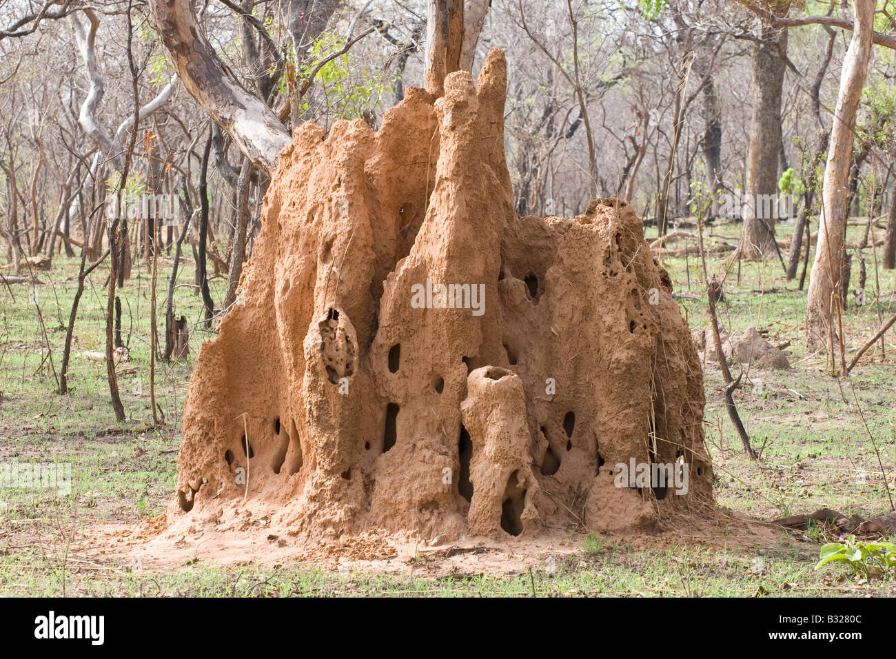 Termitière dans le Parc National de Mole au Ghana Banque D'Images
