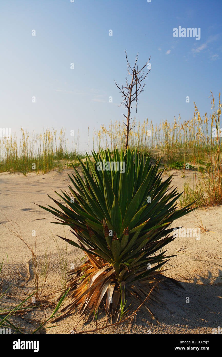 Un Yucca Gloriosa plante sur les dunes de sable de l'île de Cumberland Banque D'Images