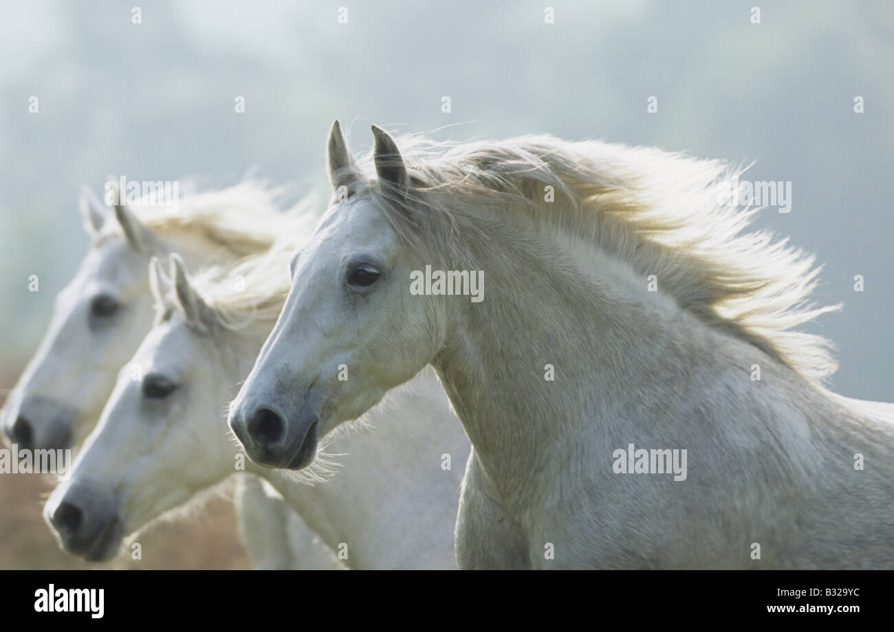 Poney Connemara (Equus caballus). Troupeau au galop Banque D'Images