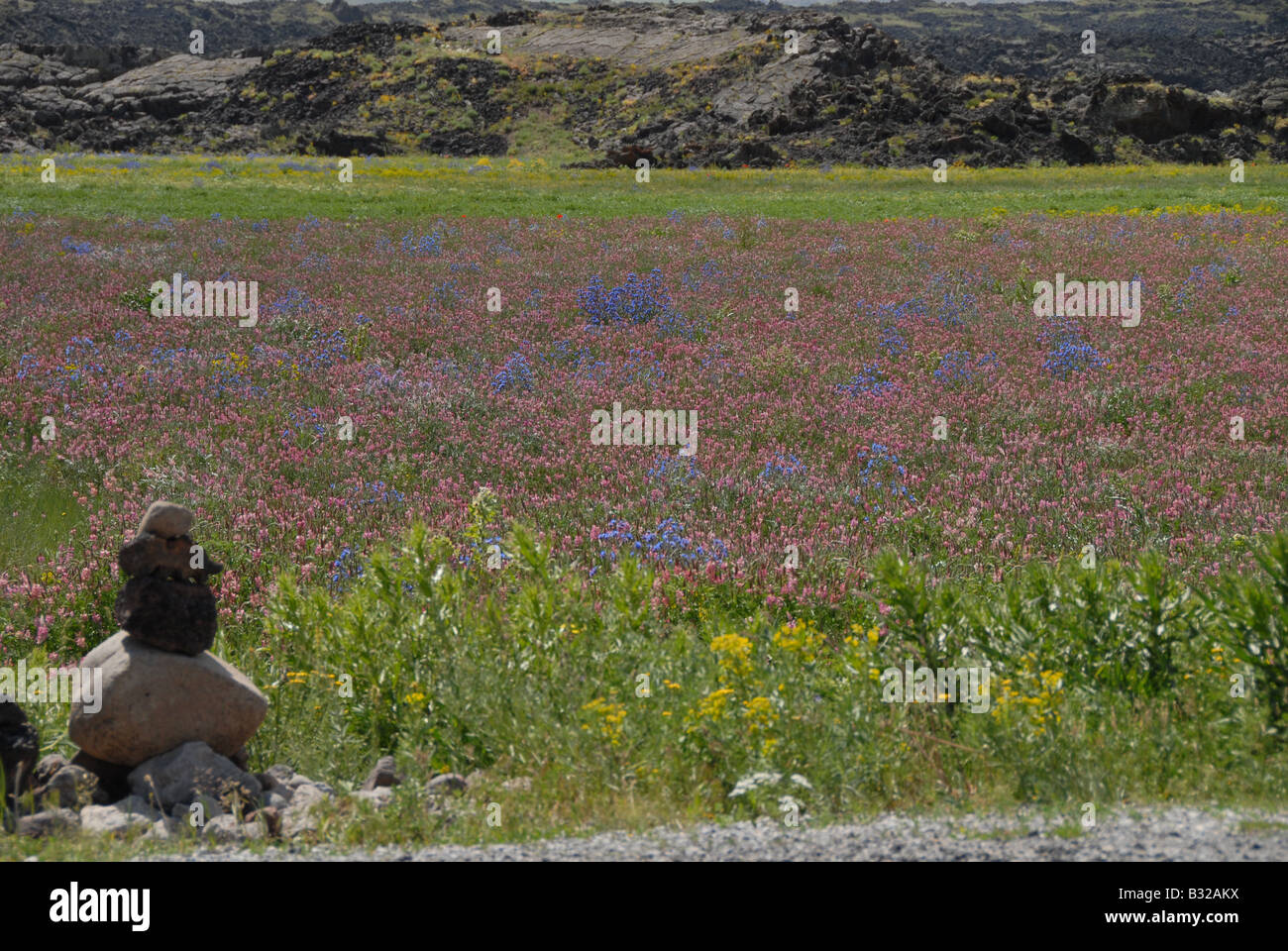 Un champ de fleurs cultivées par les agriculteurs pour l'ensilage d'hiver kurde Banque D'Images