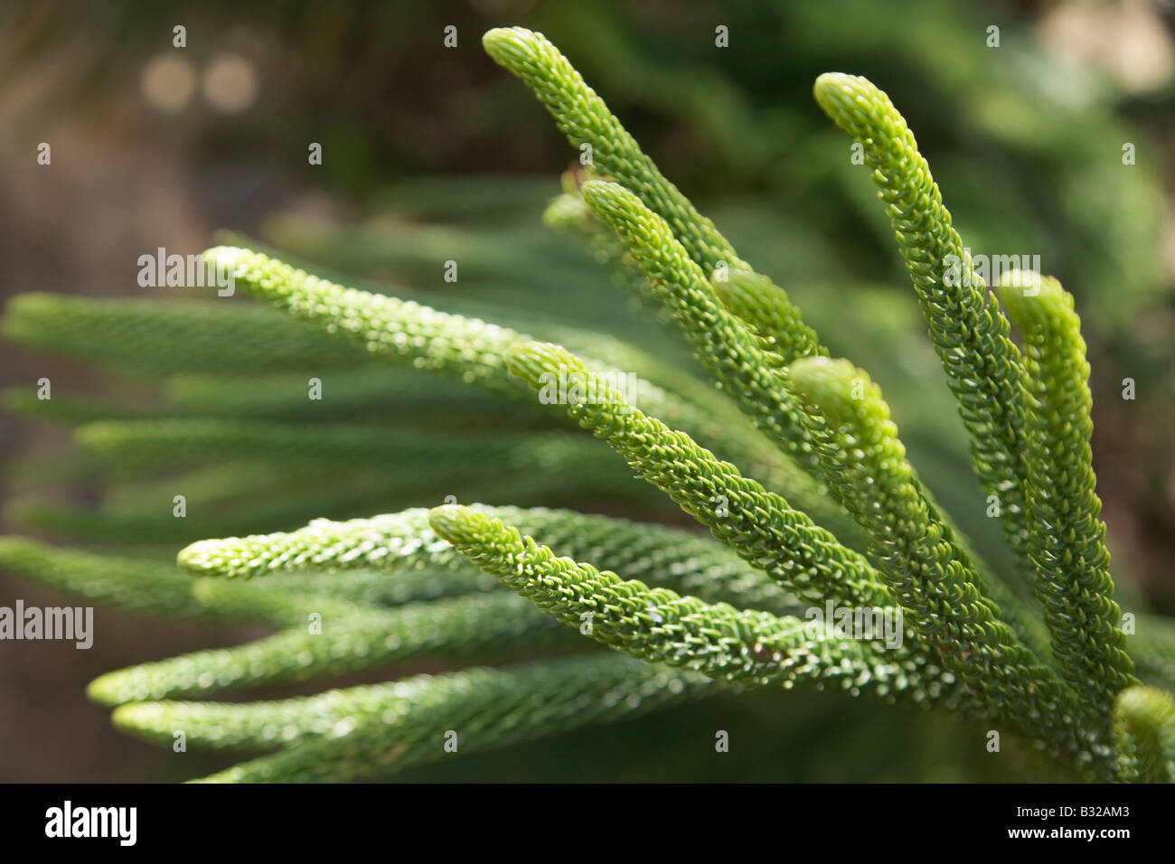 L'île Norfolk Pine Banque D'Images