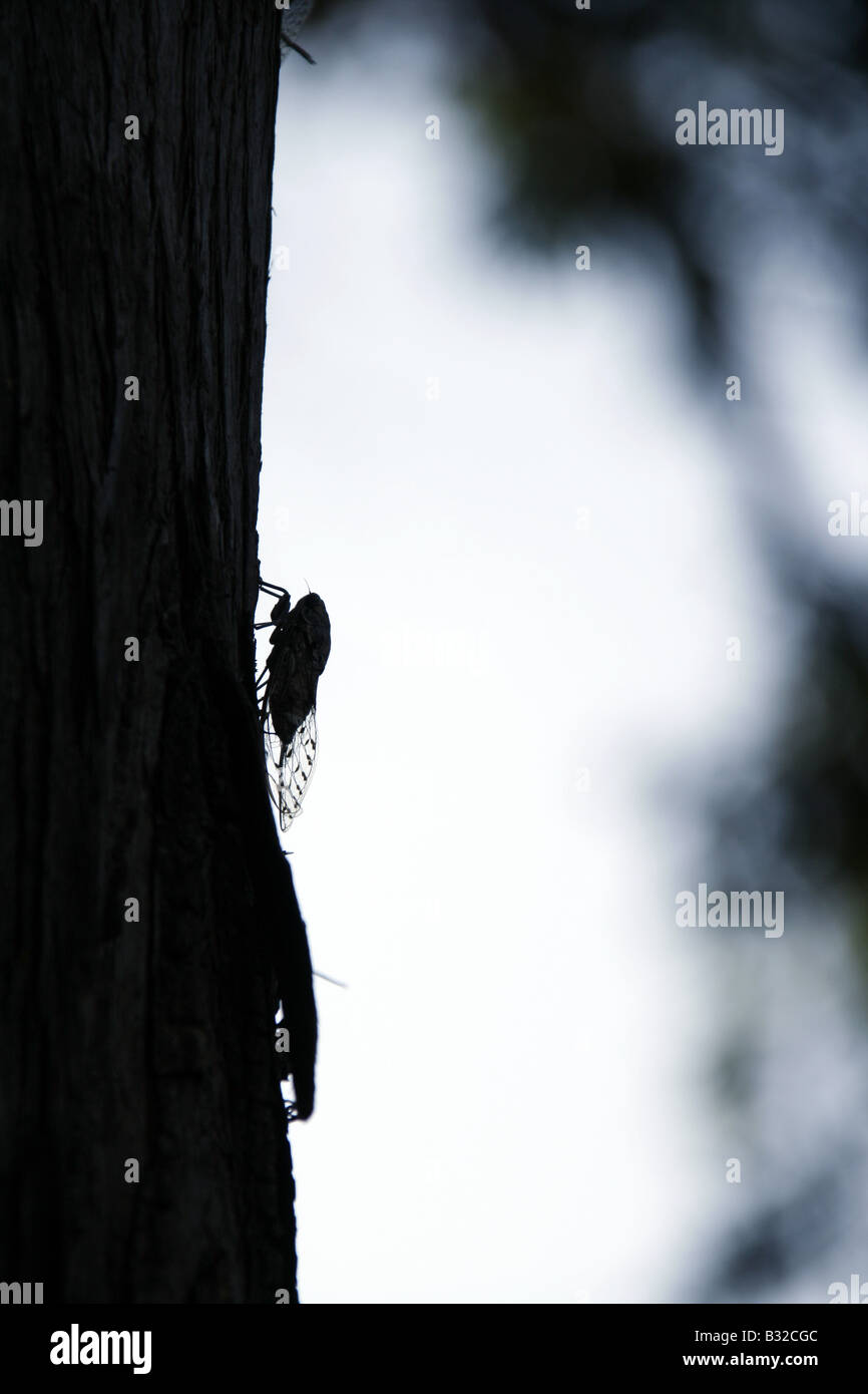 Une cigale insectes Mouche reposant sur l'arbre en italie Banque D'Images