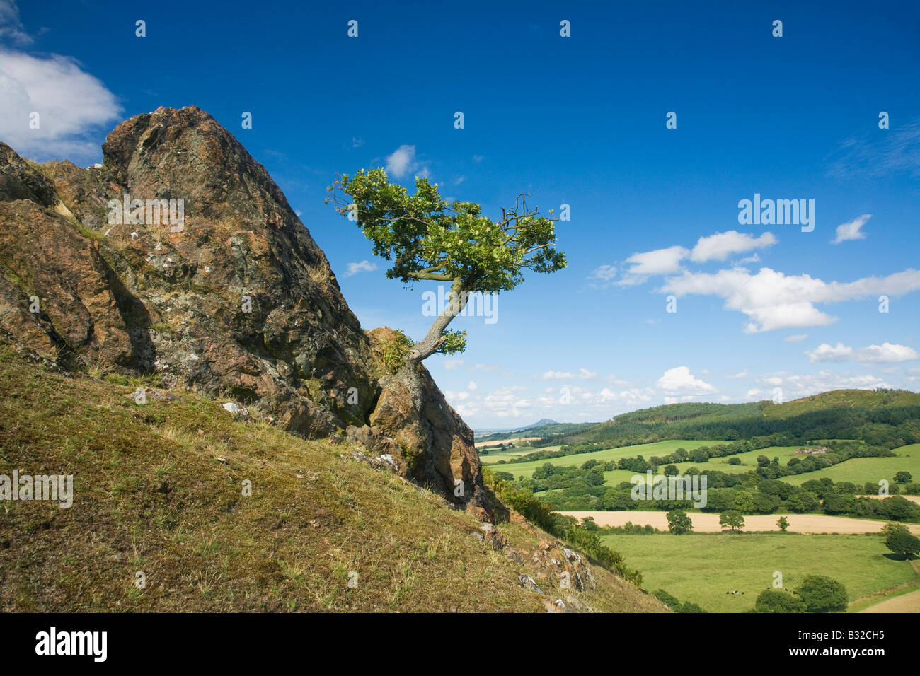 Lone Oak tree sur le Lawley Church Stretton Hills près de Shrewsbury Shropshire England Royaume-Uni GB Grande-bretagne British Isl Banque D'Images