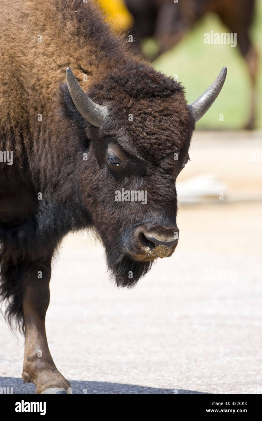 Jeune mâle American Bison (Bison bison) Banque D'Images