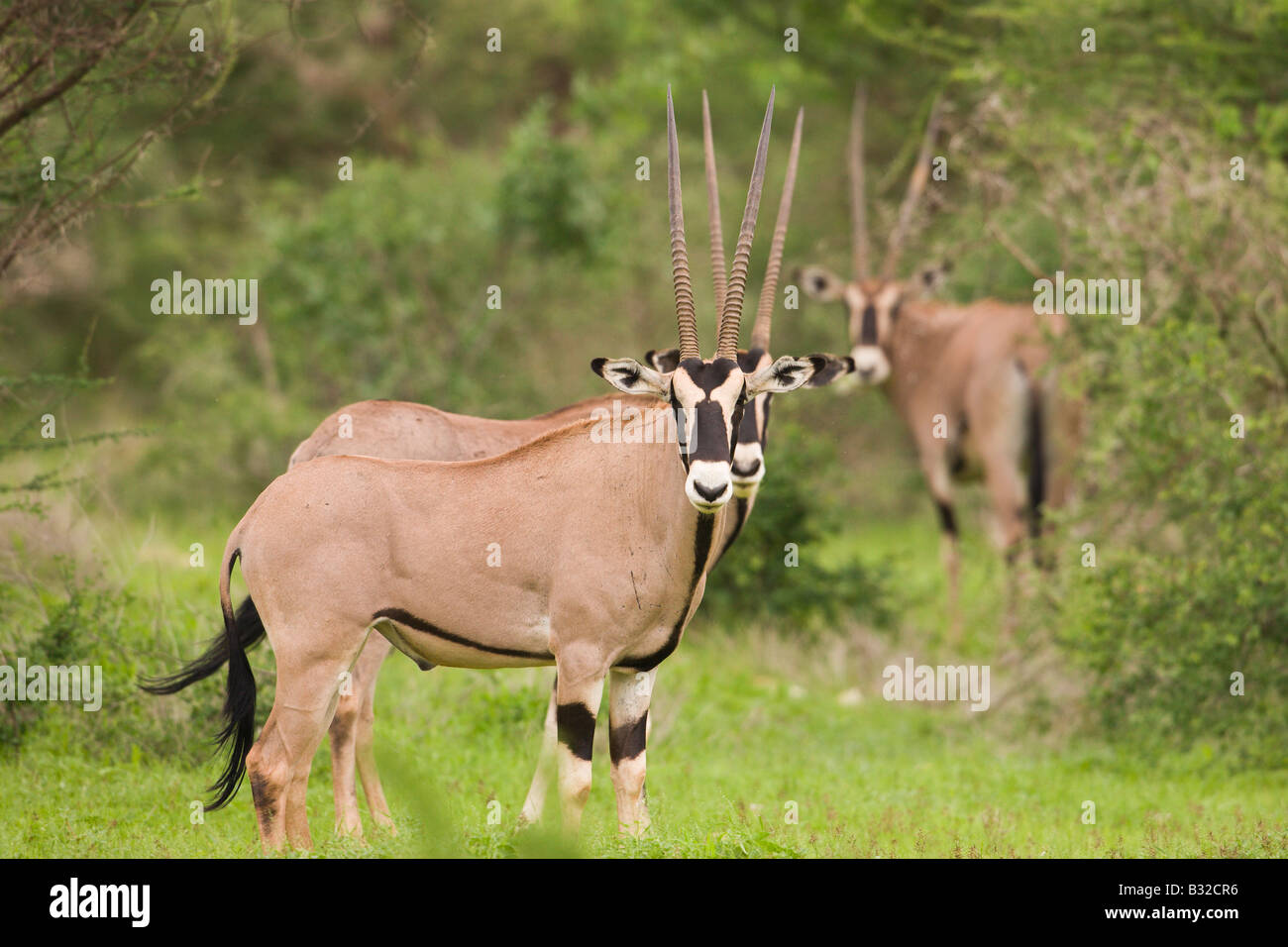 Oryx de beisa (Oryx gazella beisa) Banque D'Images