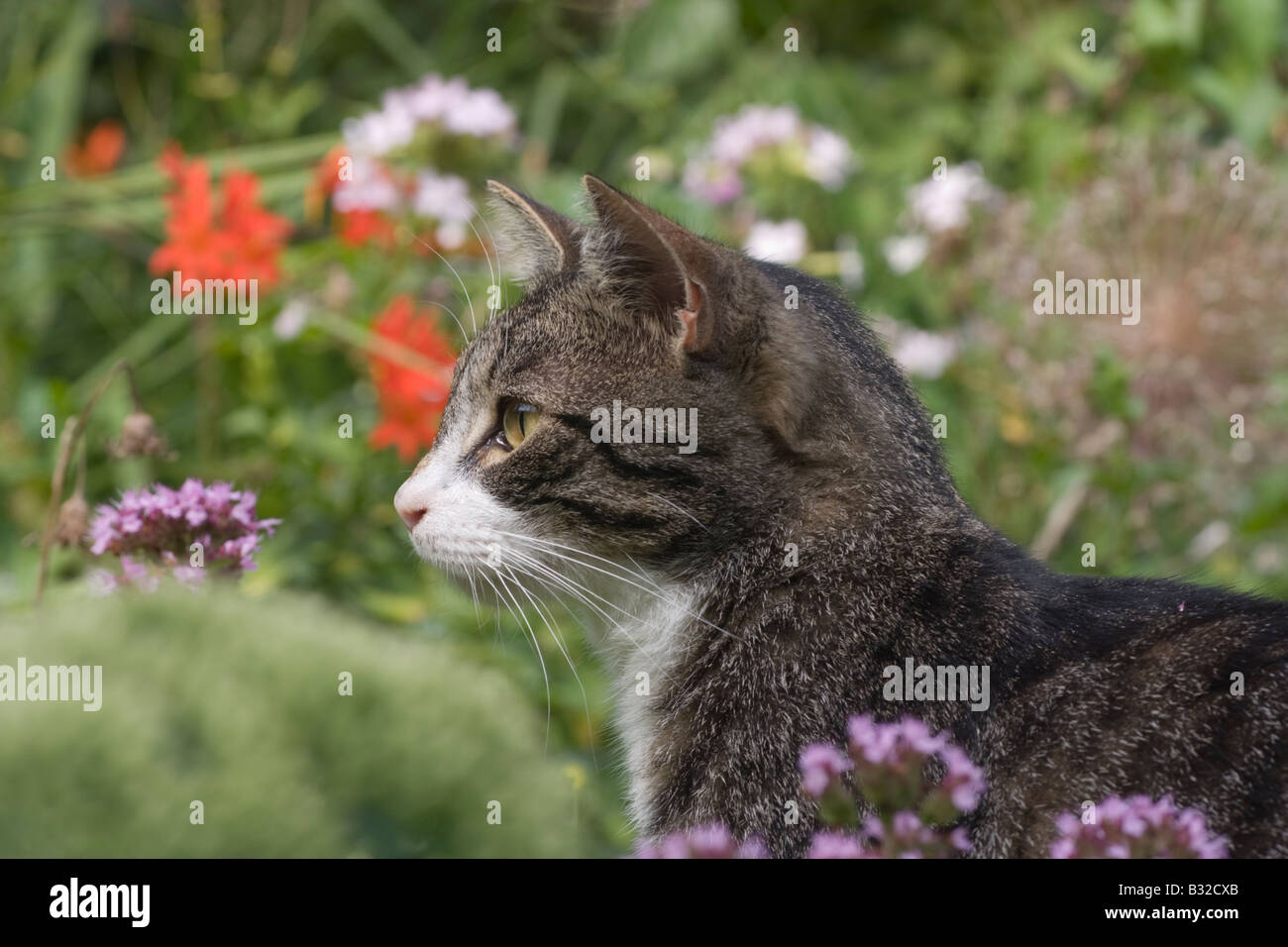 Chat tigré en extérieur dans un jardin Banque D'Images