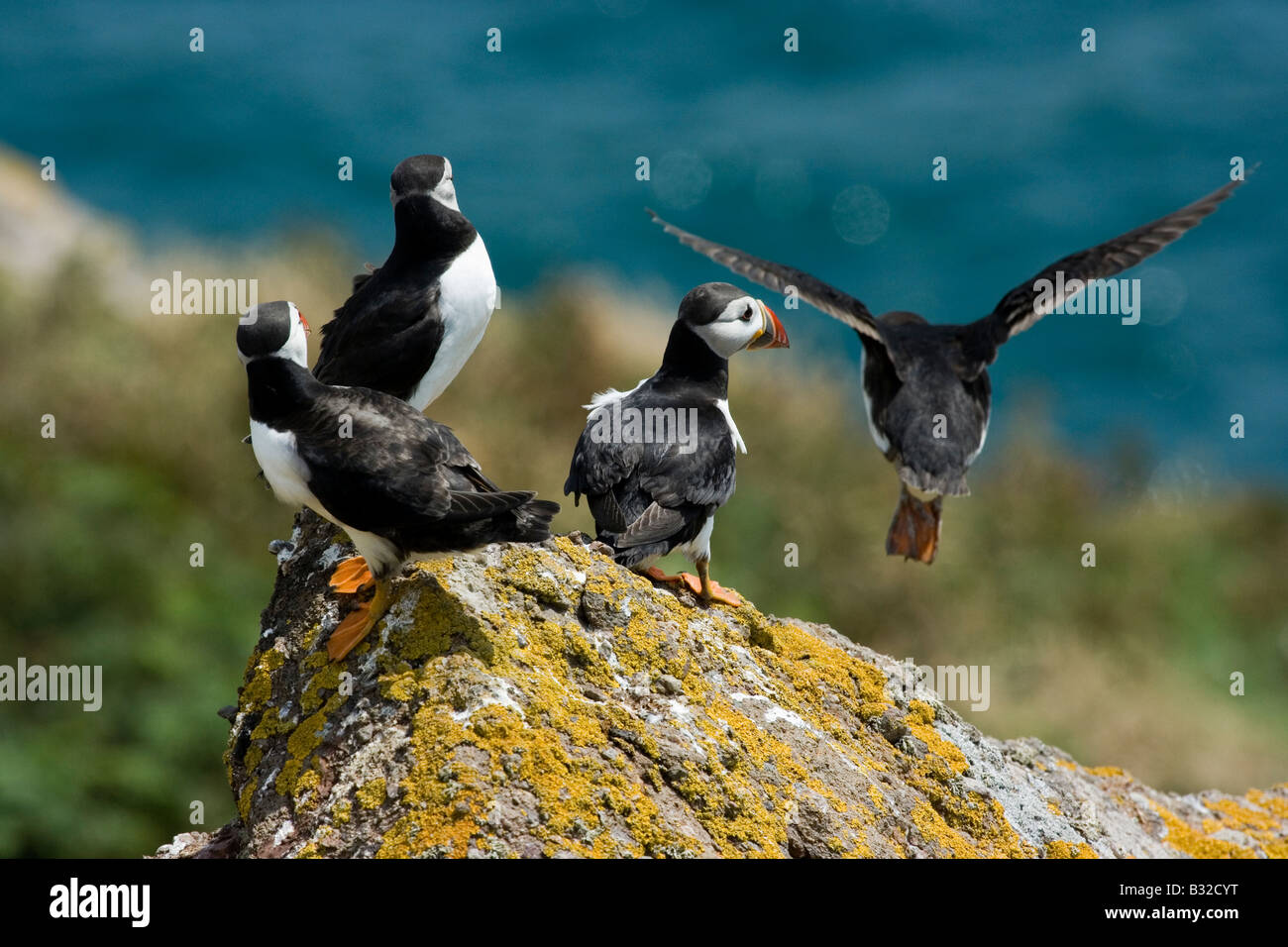 L'atterrissage sur l'île de Skomer macareux Banque D'Images