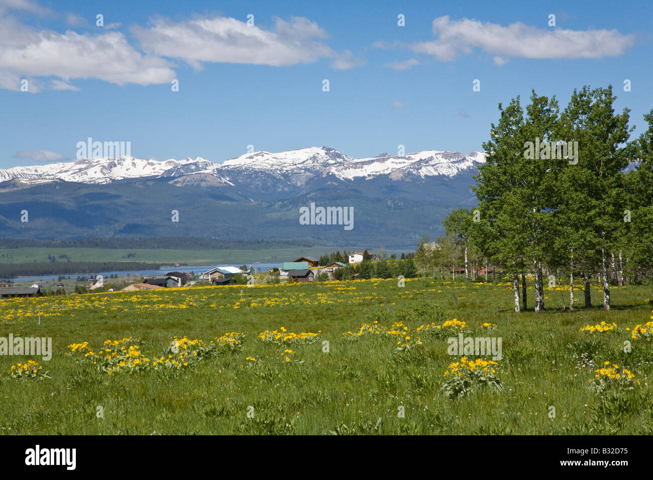 Deltoïdes Balsamorhiza sagittata ou plantes à feuilles deltoïdes ARROWLEAF tourner les coteaux jaune dans West Yellowstone NP MONTANA Banque D'Images