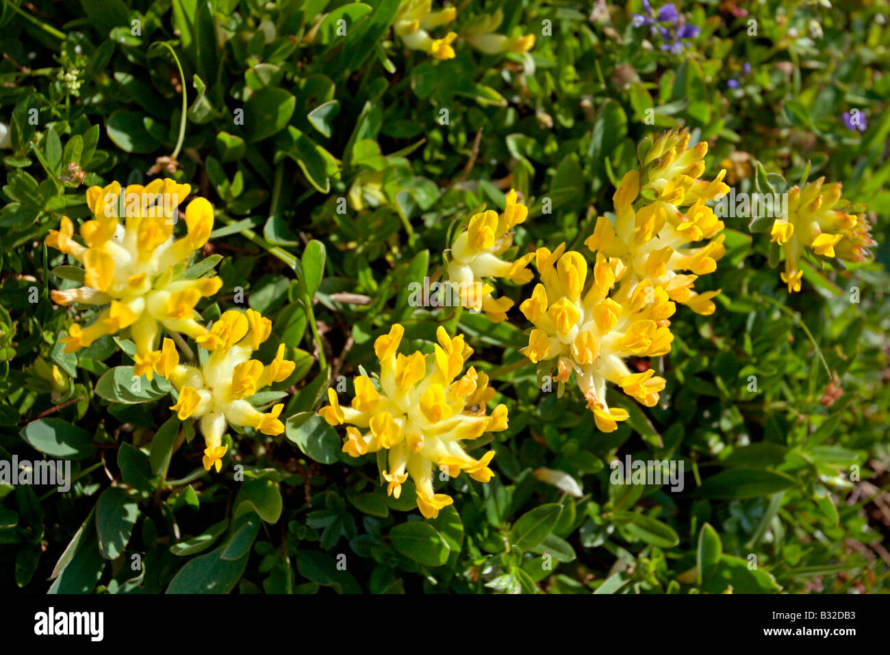 Kitzbühler Horn Aurach Trek : Fleurs sauvages : Vesce Rein Banque D'Images