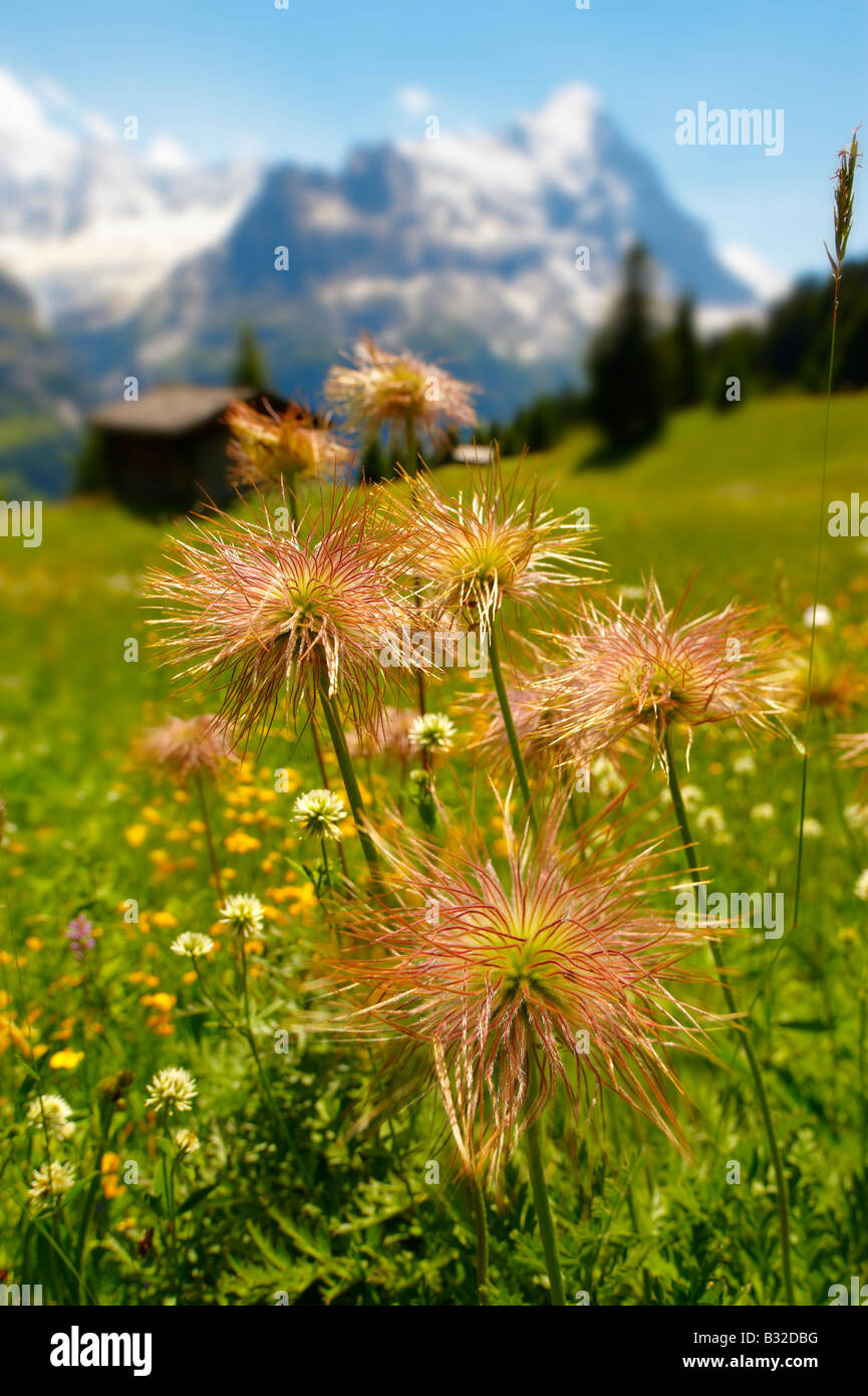 Graines Benoîte de l'Alpine. L'été alpin pré. Alpes bernoises. Banque D'Images