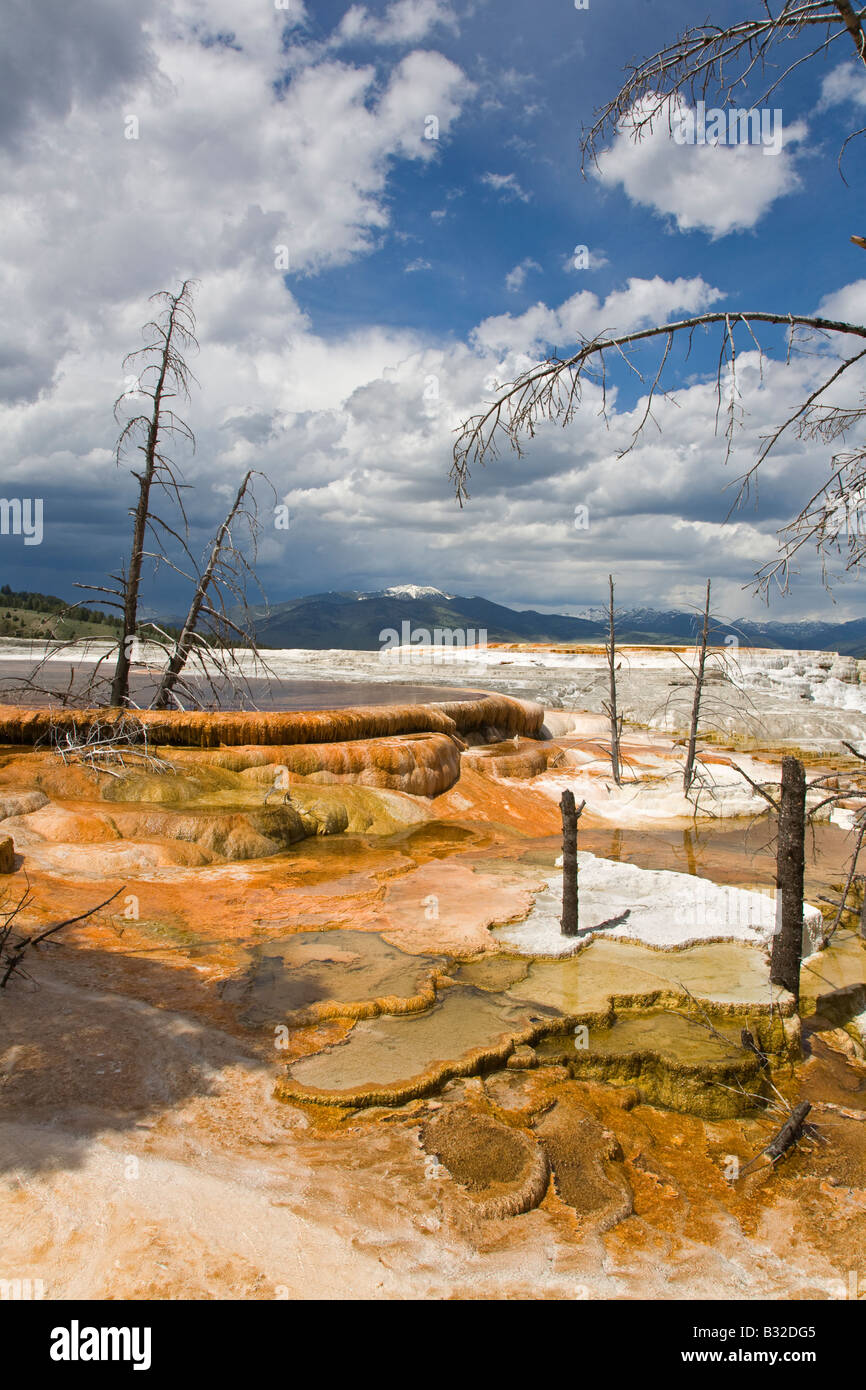 MAMMOTH HOT SPRING en terrasses sont un merveilleux exemple de caractéristiques thermiques volcaniques du parc national de Yellowstone au Wyoming Banque D'Images