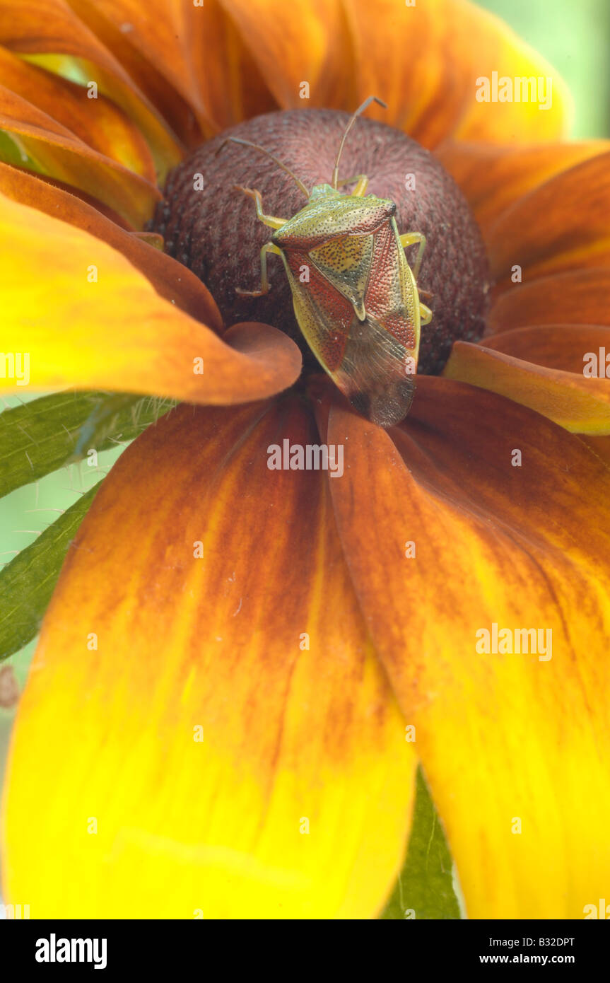 Green Shield bug sur une fleur de Rudbeckia Banque D'Images